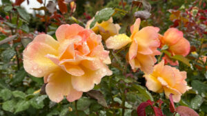 Roses colored with peach mixed with yellow (International Rose Test Garden in Portland, OR)