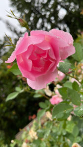 Pink rose (International Rose Test Garden in Portland, OR)