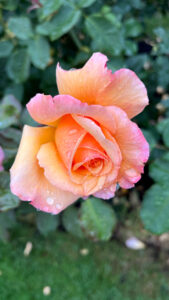 Rose colored with peach, light yellow  and various shades of pink (International Rose Test Garden in Portland, OR)