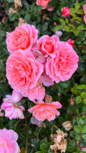 A cluster of pink roses in various stages of blooming (International Rose Test Garden in Portland, OR)