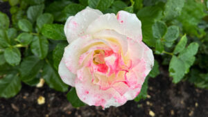 White rose with scatters of hot pink (International Rose Test Garden in Portland, OR)