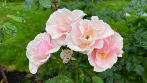 Roses colored with shades of pale pinks (International Rose Test Garden in Portland, OR)