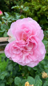 Ruffly petaled pink rose (International Rose Test Garden in Portland, OR)