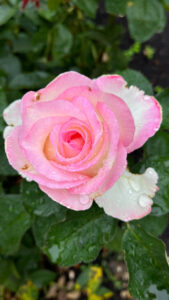 White and pink rose (International Rose Test Garden in Portland, OR)