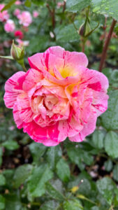 Yellow and pink rose with dark pink stripes (International Rose Test Garden in Portland, OR)