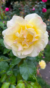 Rose in shades of light yellow with hints of pink colorings (International Rose Test Garden in Portland, OR)