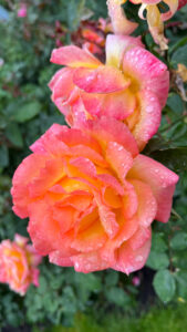 Roses with shades of pinks, yellows and melon (International Rose Test Garden in Portland, OR)