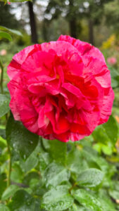 Rose with shades of dark and hot pinks with red and dark red stripes (International Rose Test Garden in Portland, OR)