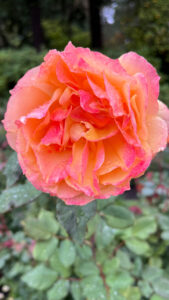 Ruffly petaled rose in shades of melon blended with shades of pink (International Rose Test Garden in Portland, OR)