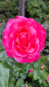 Bright pink rose (International Rose Test Garden in Portland, OR)