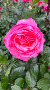 Bright pink, ruffly petaled rose (International Rose Test Garden in Portland, OR)