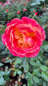 Rose with shades of bright pinks with light orange (International Rose Test Garden in Portland, OR)