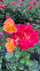 Orange-yellow rose with edges with bright pinks (International Rose Test Garden in Portland, OR)