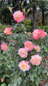 Rose bush with roses with multiple shades of pink (International Rose Test Garden in Portland, OR)