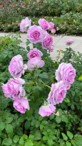 Group of lavender roses (International Rose Test Garden in Portland, OR)