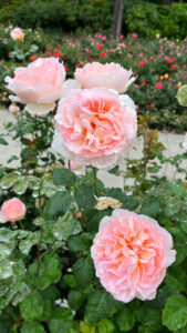 Super ruffly roses in shades of light pink (International Rose Test Garden in Portland, OR)