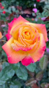 Orange-yellow rose with hot pink edges (International Rose Test Garden in Portland, OR)