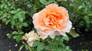 Peach rose (International Rose Test Garden in Portland, OR)