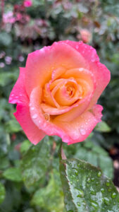 Peachy colored rose with edges in various shades of pink (International Rose Test Garden in Portland, OR)