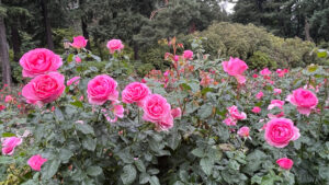 Rose bush with hot pink roses (International Rose Test Garden in Portland, OR)