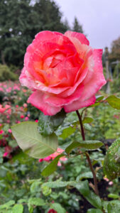 Hot and light pink rose mixed with some light peach coloring (International Rose Test Garden in Portland, OR)