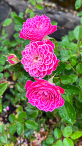 Miniature hot pink roses with light pink lining the pointy edges (International Rose Test Garden in Portland, OR)