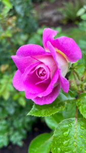 Magenta rose with light pink underside (International Rose Test Garden in Portland, OR)