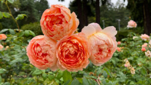 Beautiful peachy orange colored round roses with lots of petals (International Rose Test Garden in Portland, OR)