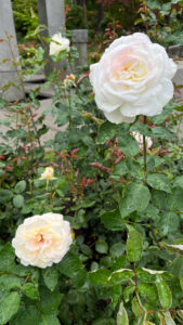 White roses with hints of blushing pink (International Rose Test Garden in Portland, OR)