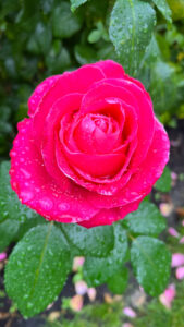 Hot pink rose (International Rose Test Garden in Portland, OR)