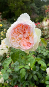 Beautiful white and pale pink rose (International Rose Test Garden in Portland, OR)