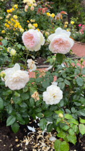 Beautiful white and pale pink roses (International Rose Test Garden in Portland, OR)