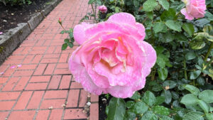 Rose with different shades of pink and a little light yellow (International Rose Test Garden in Portland, OR)