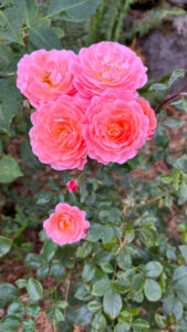 Cluster of roses colored with bright pinks blended with a hint of melon coloring (International Rose Test Garden in Portland, OR)