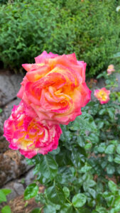 Two roses each with dark yellow and shades of hot and dark pinks (International Rose Test Garden in Portland, OR)