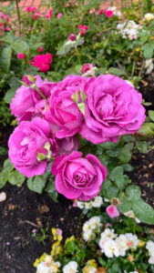 Cluster of purple pink roses (International Rose Test Garden in Portland, OR)