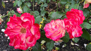 White, hot pink and red colored roses (International Rose Test Garden in Portland, OR)