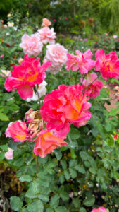 Pink roses on the background and hot pink and orange colored roses in the foreground (International Rose Test Garden in Portland, OR)