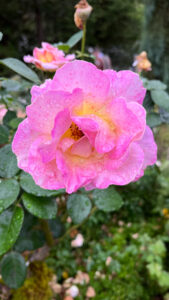 Rose with shades of pink with hints of yellow mixed in (International Rose Test Garden in Portland, OR)