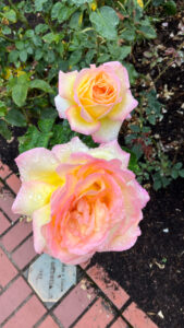 Roses with shades of light yellow with edges in shades of light pinks (International Rose Test Garden in Portland, OR)