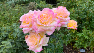 Cluster of roses with shades of light yellow with edges in shades of light pinks (International Rose Test Garden in Portland, OR)