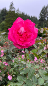 Hot pink rose (International Rose Test Garden in Portland, OR)