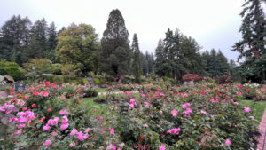 A section of the garden with rose bushes in various colors (International Rose Test Garden in Portland, OR)