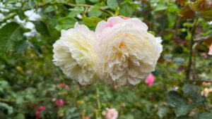 Whitish yellow rose with gentle splashes of pink shades on the edges of the petals (International Rose Test Garden in Portland, OR)