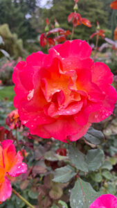 Bright pink rose with a little orange in the center (International Rose Test Garden in Portland, OR)