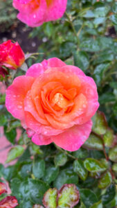 Orange rose that gradates to pink edges (International Rose Test Garden in Portland, OR)