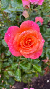 Orange rose that gradates to hot pink edges (International Rose Test Garden in Portland, OR)