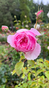 Pink rose (International Rose Test Garden in Portland, OR)