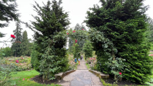 Climbing red rose trellis leading to lower tiers of the rose garden (International Rose Test Garden in Portland, OR)