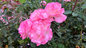 Cluster of pink roses gradating from light pink centers to darker pink edges (International Rose Test Garden in Portland, OR)